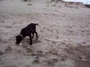 Oz al mare