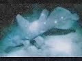 The Coelacanth Flip Flop The Coelacanth Flip Flop