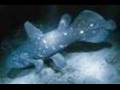 The Coelacanth Flip Flop