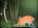 trail cam PICS OHIO BOWHUNTING OUTFITTERS
