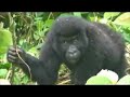The World Offroad in 800 days-Gorillas in R.D.Congo (greek) The World Offroad in 800 days-Gorillas in R.D.Congo (greek)