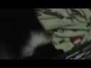 scylla and samsi on
