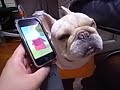 Latte My Frenchie with Talking Carl