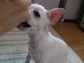 フレブルのみゆ★納豆デビューでちゅー