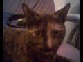 solo on dodgy strings/ cat :D solo on dodgy strings/ cat :D