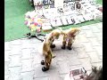 crazy dogs dancing extremely funny!!!