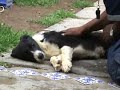 Adiestramiento Perro Asistencia y Terapia www.bracanpuebla.c