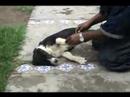 Adiestramiento Perro Asistencia y Terapia www.bracanpuebla.c