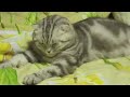 Gato se desmaya de cansancio 
