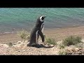 Magellanic Penguins (Spheniscus magellanicus)