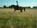 Dressyr med Pacha p� �ngen =)