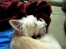 Westie Falling Asleep to Neil Young
