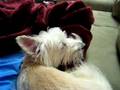 Westie-Falling-Aslee
