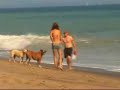 gisele bundchen on the beach with dogs