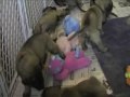 English Mastiff Puppies - 4 weeks old