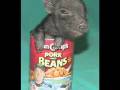 videos de Shaking its little can