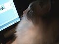 Ragdoll Mane Ragdoll Mane