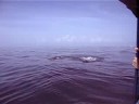 Andres, Sara and a whale shark