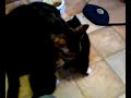 Hairy  Black   Pussy
