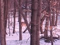 Deer in our Backyard