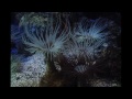 The Aquarium of Genoa Italy - Acquario Di Genova Italia