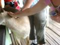 videos de domaine des chasseurs