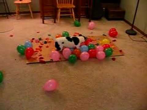 Balloons to this dog are like bubble wrap to some peopleit#39;s hard to stop popping them once you start! Read more. Tags Funny Pet Videos 367 funny pet videos. Balloons to this dog are like bubble wrap to some peopleit#39;s hard to stop popping them once you start! Read more. Tags Funny Pet Videos 367
