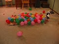 DOG vs. BALLOONS II, This time it\