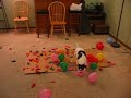 DOG vs. BALLOONS II, This time it's personal