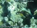 Red Sea Eilat eel- ????? ???? ????? ????