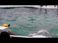 DolphinShow野柳海豚表演