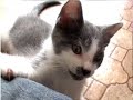 KITTEN EXPLOSION