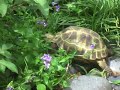 Chinese Water Dragon and Tortoises