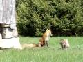 videos de red fox and litter cape breton nova scotia