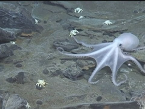 sealife - Scientists have discovered what they call a