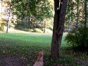 Kumako the dog jumping