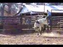 Lot #2519 - 2yr Old Bucking Bull - Video 1 of 2 Lot #2519 - 2yr Old Bucking Bull - Video 1 of 2