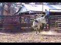Lot #2519 - 2yr Old Bucking Bull - Video 1 of 2