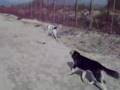 Rass e Daisy al mare