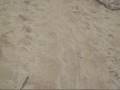 BAHIA PRINCIPE TURTLES LATEST NEWS