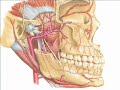 TMJ Pain Solutions - A description of active trigger points. http://www.tmjpainsolutions.com