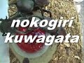 The Bug Video