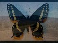 a short documentary featuring a trip to the mojave desert's granite mountains in search of the ford's indra swallowtail butterfly (papilio indra fordi). these delicate creatures survive in an incredibly hostile environment of bare rock, scant plantlife and low rainfall.

while the adult butterflies are rarely encountered, the eggs and caterpillars can sometimes be found by locating the host plants, cymopterus panamintensis (desert parsley) at the right time of year. the music is 