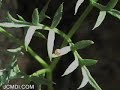 a short documentary featuring a trip to the mojave desert's granite mountains in search of the ford's indra swallowtail butterfly (papilio indra fordi). these delicate creatures survive in an incredibly hostile environment of bare rock, scant plantlife and low rainfall.

while the adult butterflies are rarely encountered, the eggs and caterpillars can sometimes be found by locating the host plants, cymopterus panamintensis (desert parsley) at the right time of year. the music is 