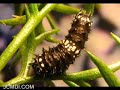 a short documentary featuring a trip to the mojave desert's granite mountains in search of the ford's indra swallowtail butterfly (papilio indra fordi). these delicate creatures survive in an incredibly hostile environment of bare rock, scant plantlife and low rainfall.

while the adult butterflies are rarely encountered, the eggs and caterpillars can sometimes be found by locating the host plants, cymopterus panamintensis (desert parsley) at the right time of year. the music is 