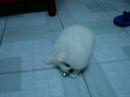 My dog (??)