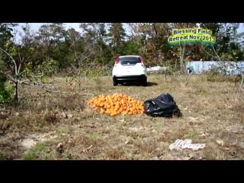 how to harvest persimmons
