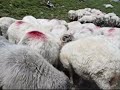 Milking sheep on Fagaras mountains, Romania.