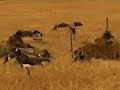 Duck & Goose Hunting,  Alberta