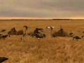 Duck & Goose Hunting, Peace Country, Alberta